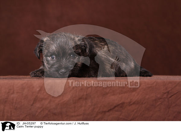 Cairn Terrier puppy / JH-05297