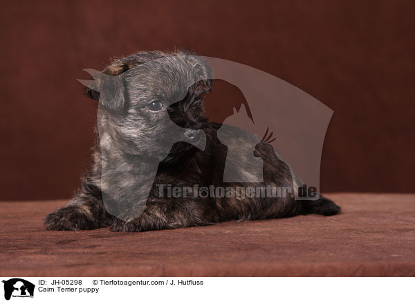 Cairn Terrier puppy / JH-05298
