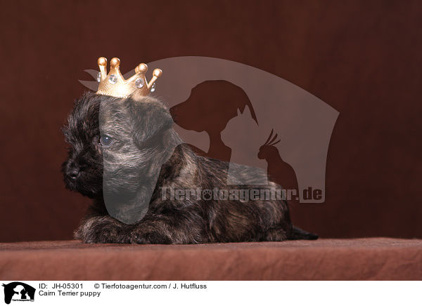 Cairn Terrier puppy / JH-05301