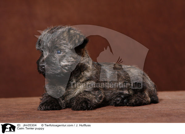 Cairn Terrier puppy / JH-05304