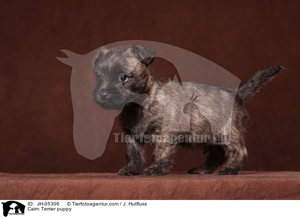 Cairn Terrier puppy / JH-05306