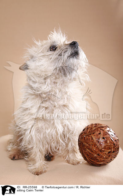 sitting Cairn Terrier / RR-25598