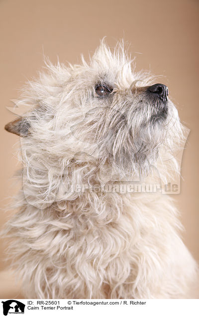 Cairn Terrier Portrait / RR-25601