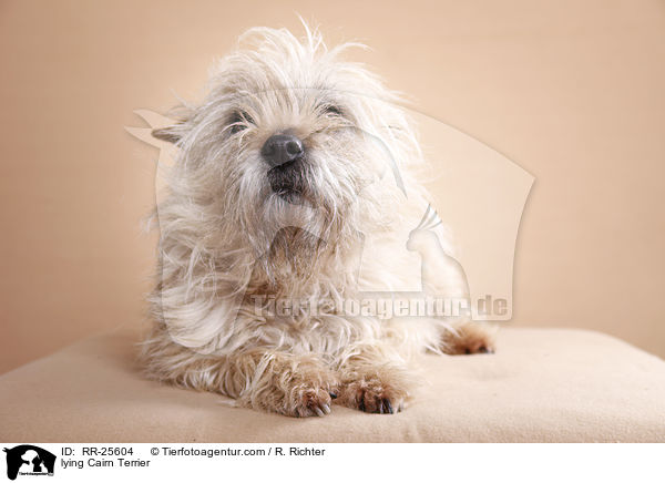 lying Cairn Terrier / RR-25604