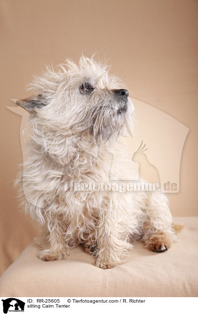 sitting Cairn Terrier / RR-25605