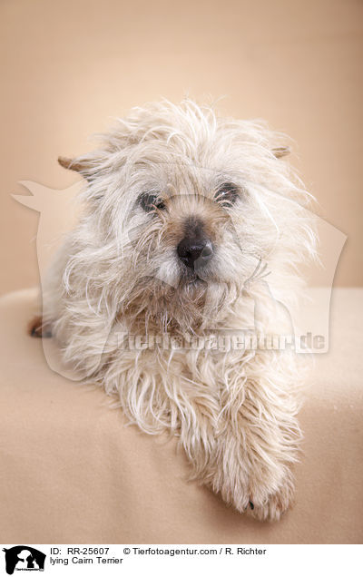 lying Cairn Terrier / RR-25607