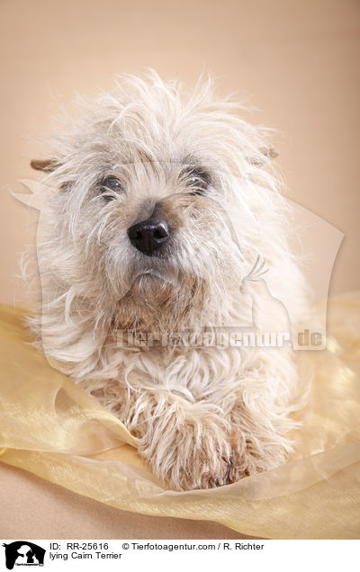 lying Cairn Terrier / RR-25616