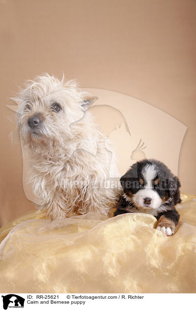 Cairn and Bernese puppy / RR-25621