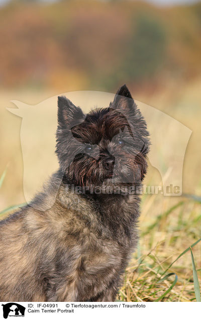 Cairn Terrier Portrait / IF-04991