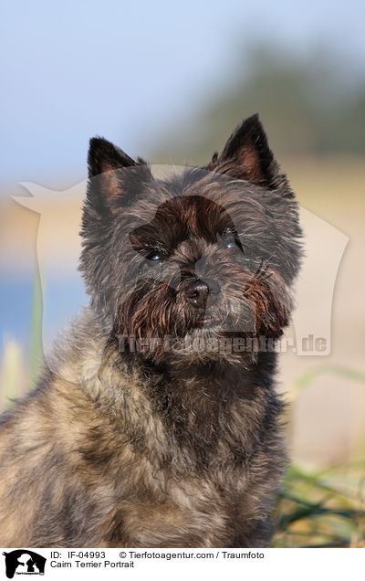 Cairn Terrier Portrait / IF-04993