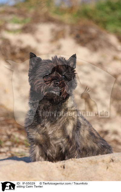 sitting Cairn Terrier / IF-05029