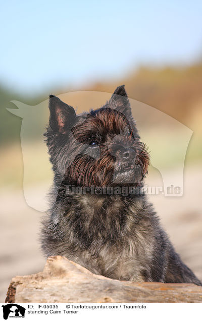 standing Cairn Terrier / IF-05035