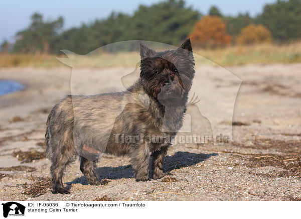standing Cairn Terrier / IF-05036