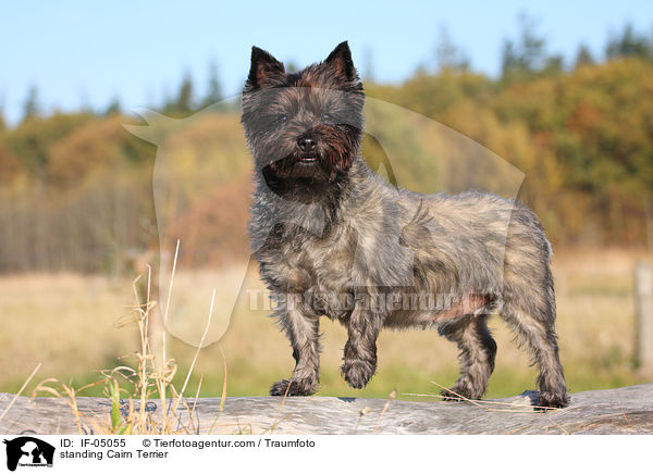 standing Cairn Terrier / IF-05055