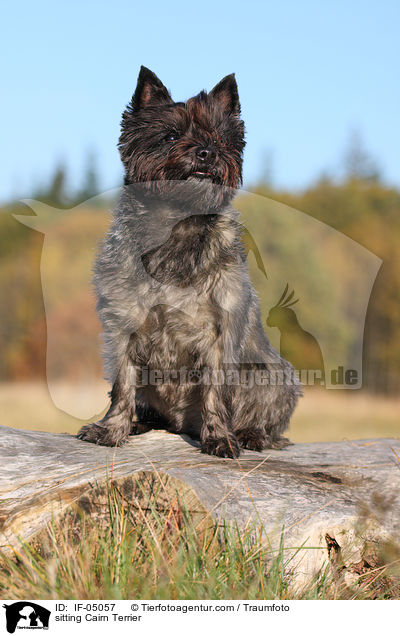 sitting Cairn Terrier / IF-05057