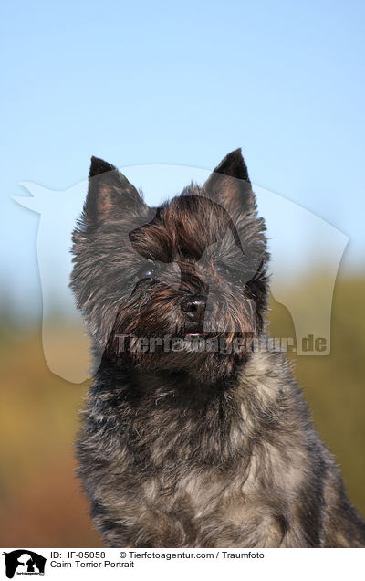 Cairn Terrier Portrait / IF-05058