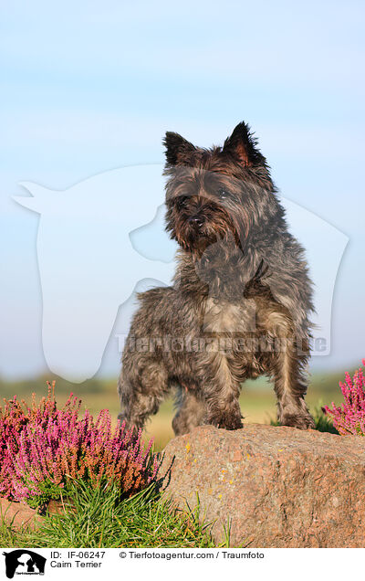 Cairn Terrier / IF-06247