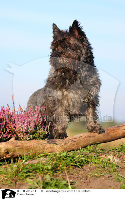 Cairn Terrier / IF-06251