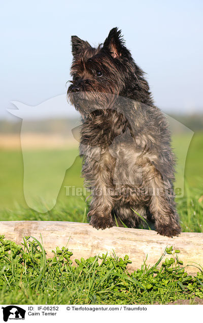Cairn Terrier / IF-06252