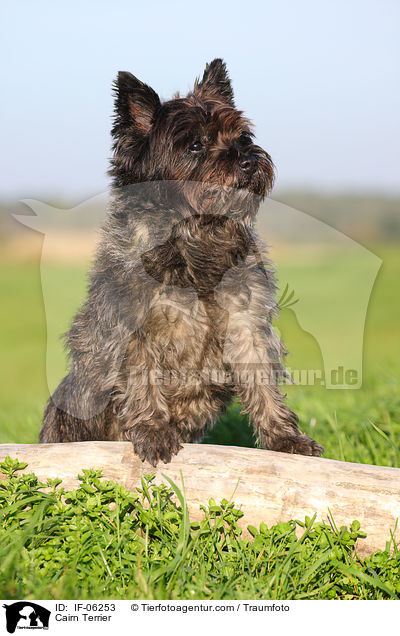 Cairn Terrier / IF-06253