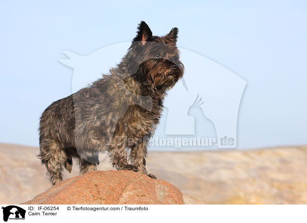 Cairn Terrier / IF-06254
