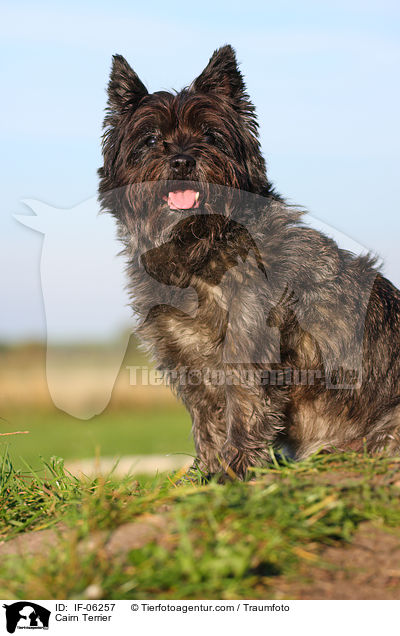 Cairn Terrier / IF-06257