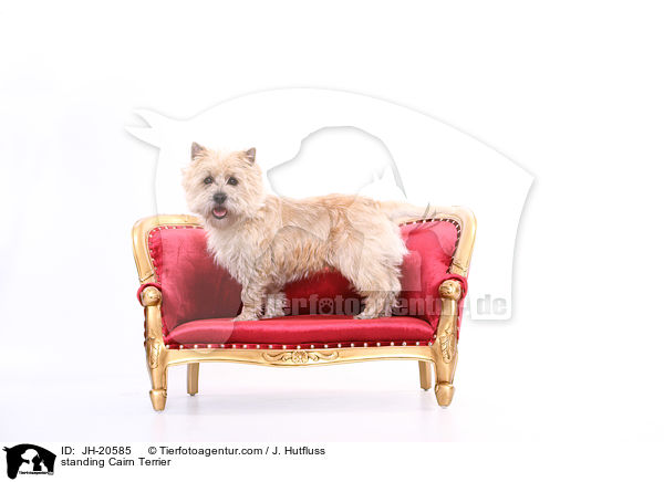 stehender Cairn Terrier / standing Cairn Terrier / JH-20585