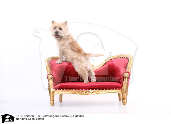 stehender Cairn Terrier / standing Cairn Terrier / JH-20586