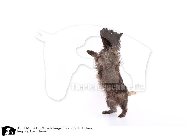 Cairn Terrier macht Mnnchen / begging Cairn Terrier / JH-20591