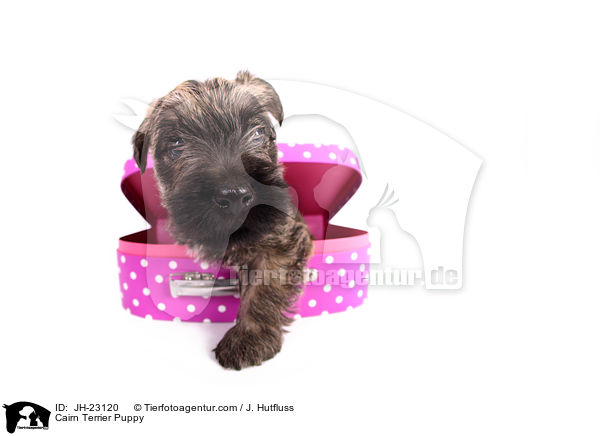 Cairn Terrier Welpe / Cairn Terrier Puppy / JH-23120