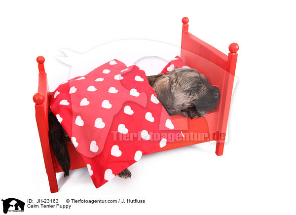 Cairn Terrier Puppy / JH-23163