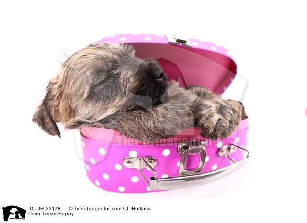 Cairn Terrier Puppy / JH-23178