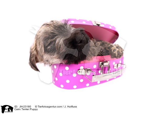 Cairn Terrier Puppy / JH-23180