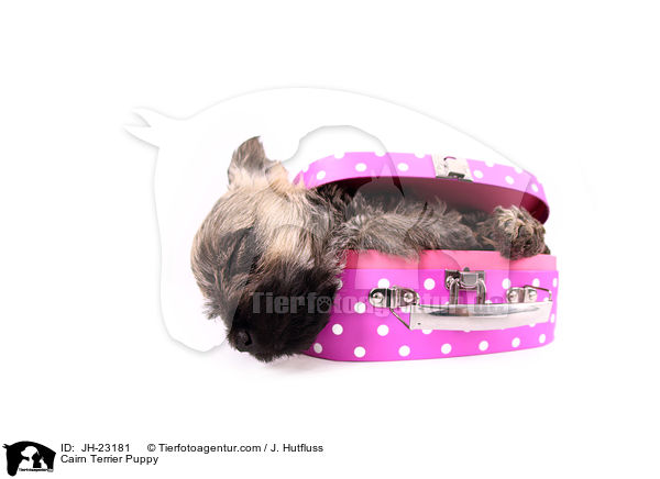 Cairn Terrier Puppy / JH-23181