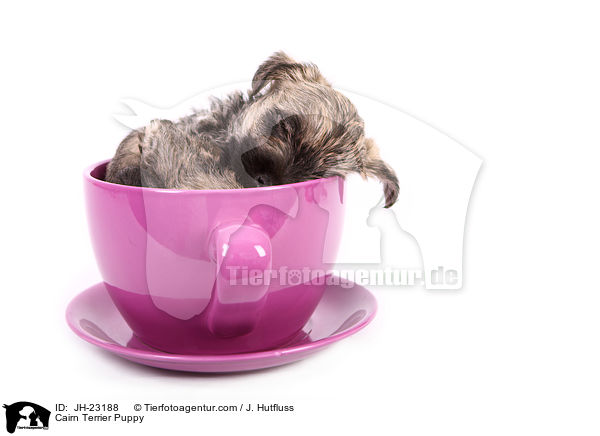 Cairn Terrier Puppy / JH-23188