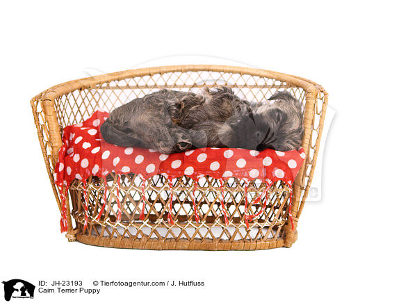 Cairn Terrier Puppy / JH-23193
