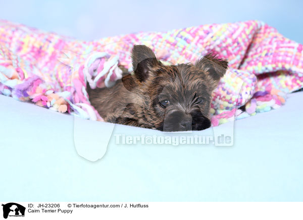 Cairn Terrier Welpe / Cairn Terrier Puppy / JH-23206