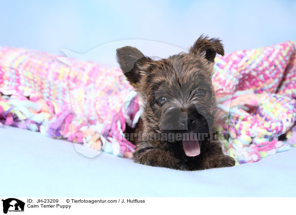 Cairn Terrier Welpe / Cairn Terrier Puppy / JH-23209