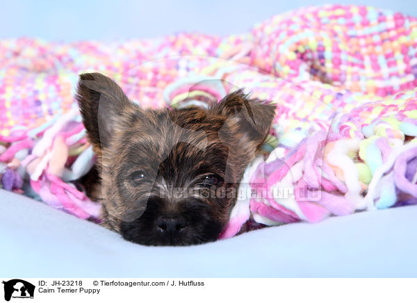 Cairn Terrier Welpe / Cairn Terrier Puppy / JH-23218