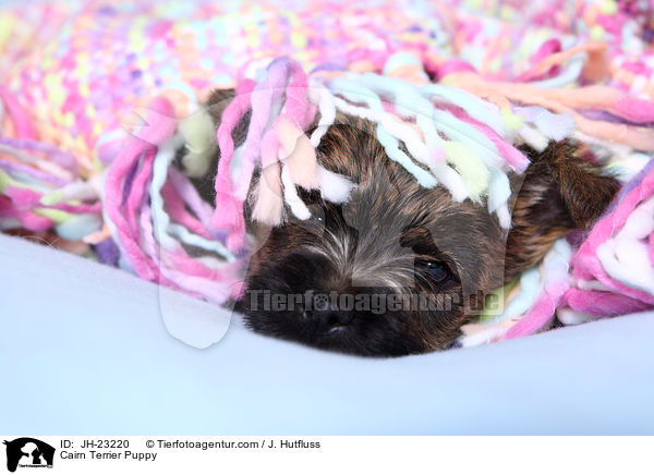 Cairn Terrier Puppy / JH-23220