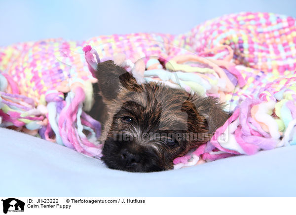 Cairn Terrier Puppy / JH-23222