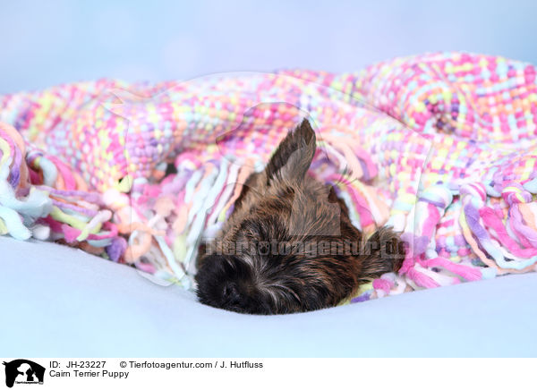 Cairn Terrier Puppy / JH-23227