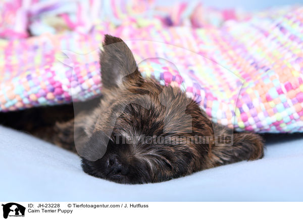 Cairn Terrier Puppy / JH-23228