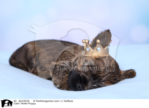 Cairn Terrier Puppy / JH-23234
