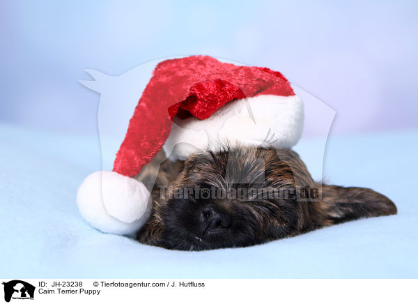 Cairn Terrier Puppy / JH-23238