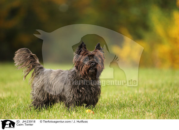 Cairn Terrier / JH-23918