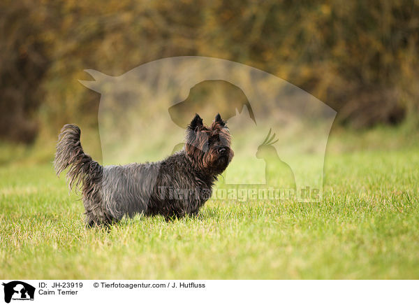 Cairn Terrier / JH-23919