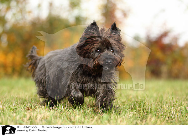 running Cairn Terrier / JH-23929