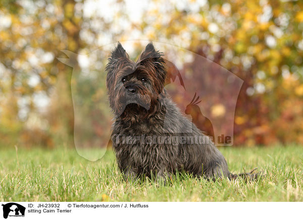 sitting Cairn Terrier / JH-23932