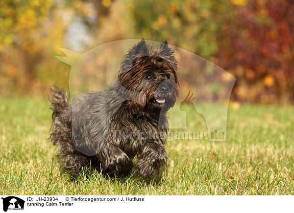 running Cairn Terrier / JH-23934
